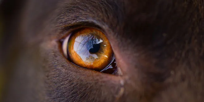 Ulkus corneae – Hornhautgeschwür beim Hund
