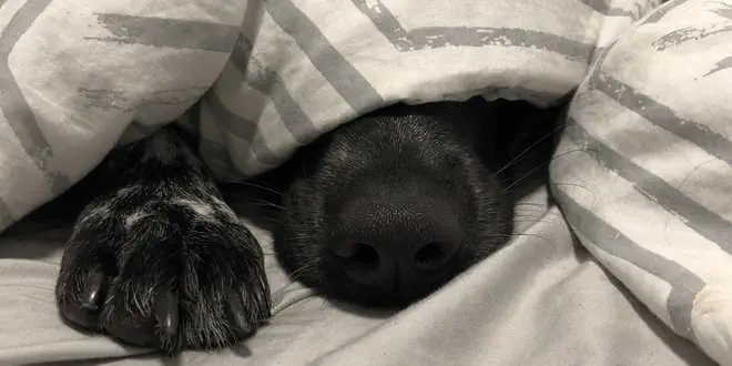 Hundebett kaufen – eine sinnvolle Sache