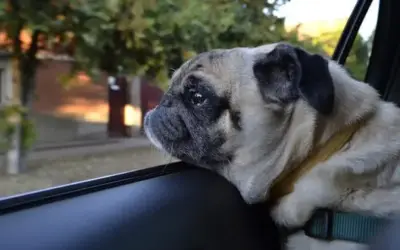 Ich möchte eine Hundedecke fürs Auto kaufen. Was muss ich beachten?