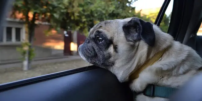 Ich möchte eine Hundedecke fürs Auto kaufen. Was muss ich beachten?