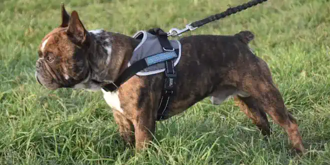 Brustgeschirr als Vorbeugung bei aggressiven Hunden zu empfehlen