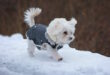 Hundemantel kaufen – eine sinnvolle Entscheidung für den Winter