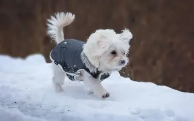 Hundemantel kaufen – eine sinnvolle Entscheidung für den Winter