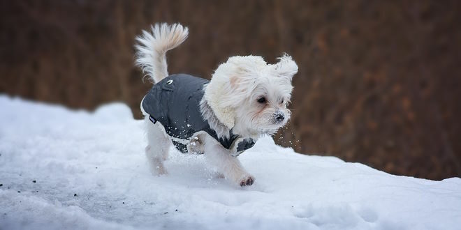 Hundemantel kaufen - eine sinnvolle Entscheidung für den Winter