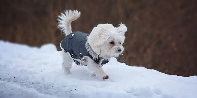 Hundemantel kaufen – eine sinnvolle Entscheidung für den Winter