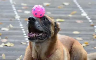 Hundetricks einfach und schnell lernen