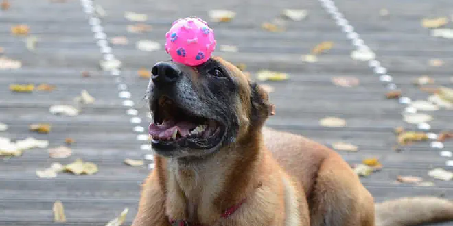 Hundetricks einfach und schnell lernen