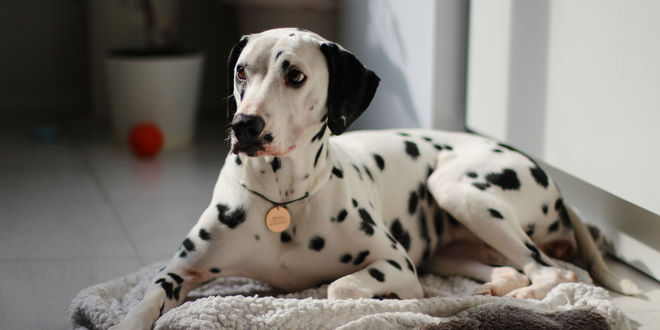 Hyperurikosurie (HUU) / Dalmatiner Syndrom beim Hund