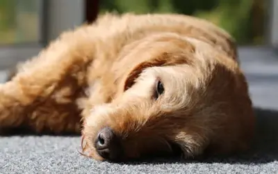 Hypothyreose (Schlilddrüsenunterfunktion) bei Hunden