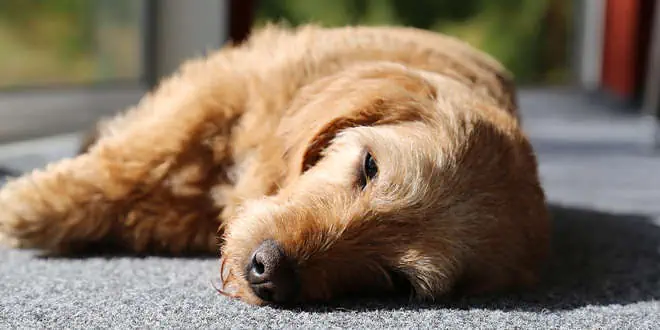 Hypothyreose (Schlilddrüsenunterfunktion) bei Hunden