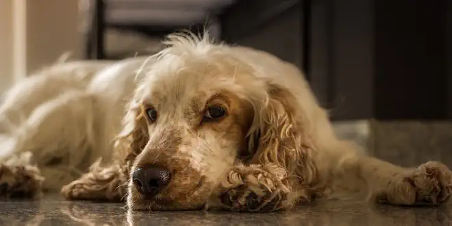 Immunbedingte hämolytische Anämie (IHA) beim Hund