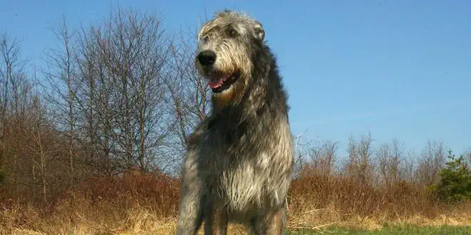 Irischer Wolfshund Irischer Wolfshund