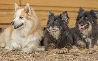 Islandhund » Rassebeschreibung