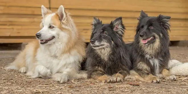 Islandhund » Rassebeschreibung