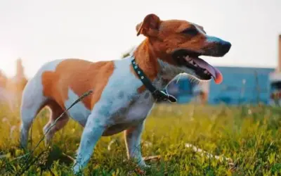 Jack Russell Terrier » Rassebeschreibung