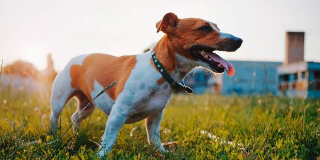 Jack Russell Terrier » Rassebeschrei­bung