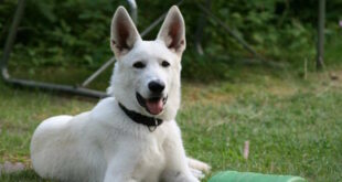 Kanaan Hund