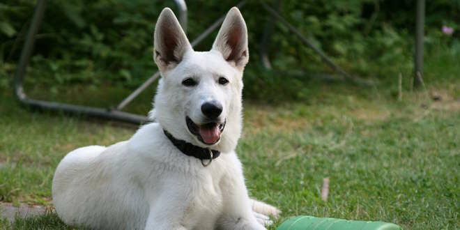Kanaan Hund