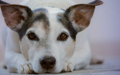 Katarakt (Grauer Star) bei Hunden