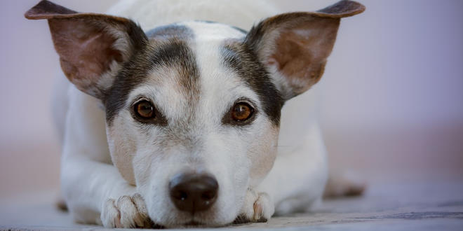 Katarakt (Grauer Star) bei Hunden