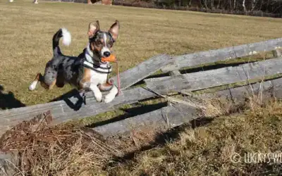 Kong Aqua – Der Kong mit dem langen Seil