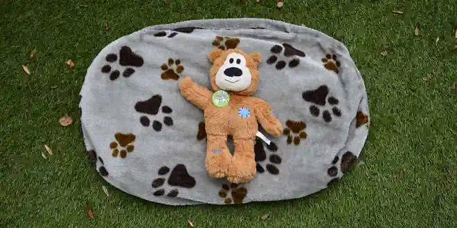 Der WildKnots Plüschbär von Kong für Hunde