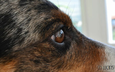 Konjunktivitis (Bindehautentzündung) bei Hunden