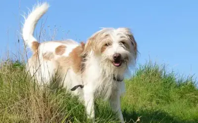 Kromfohrländer » Rassebeschreibung