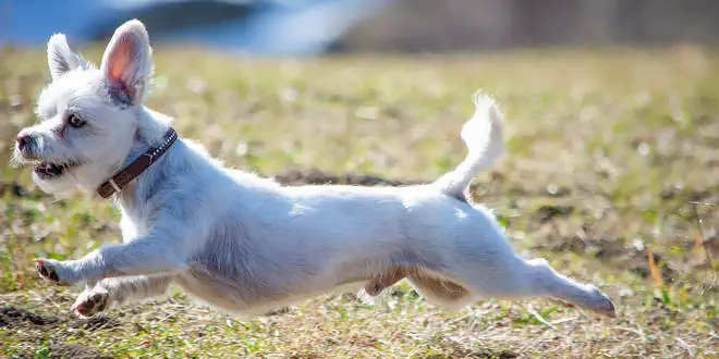 Kryptorchismus beim Hund