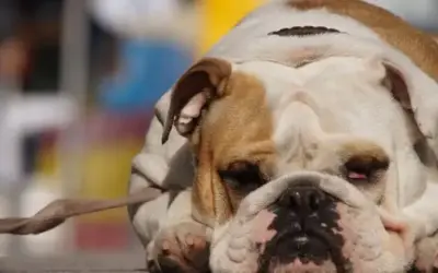 Kühlmatte für den Hund kaufen – das musst du beachten