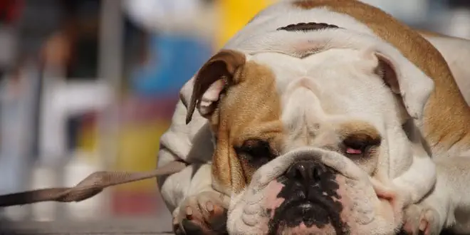 Kühlmatte für den Hund kaufen – das musst du beachten
