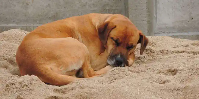 Kurzdarmsyndrom (Short Bowel Syndrome) beim Hund