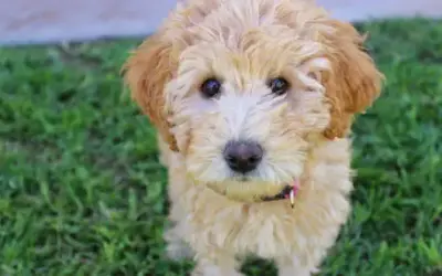 Der Labradoodle: Beschreibung der Rasse