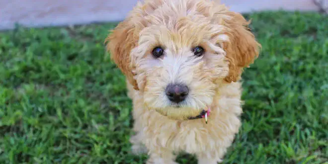 Der Labradoodle: Beschreibung der Rasse