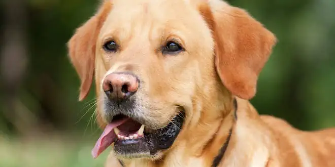 Labrador Retriever
