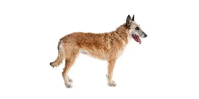 Laekenois (Belgischer Schäferhund)