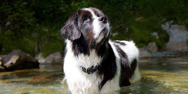 Landseer » Rassebeschrei­bung des Hundes