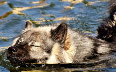 Hot Spot beim Hund