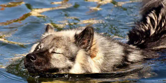 Hot Spot beim Hund