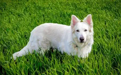 Leishmaniose beim Hund