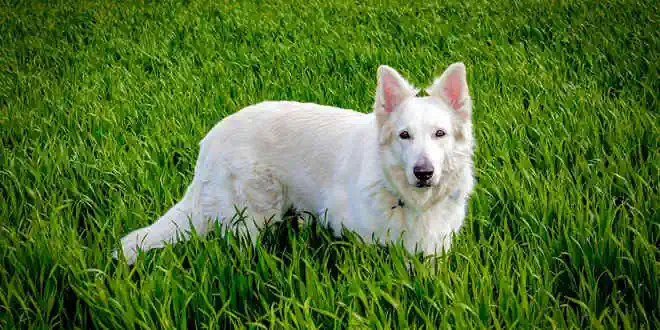 Leishmaniose beim Hund