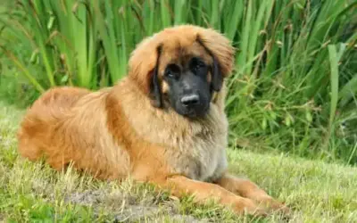 Leonberger » Rassebeschreibung des Hundes