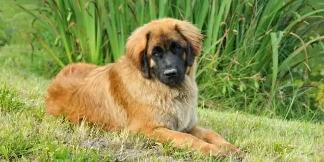 Leonberger » Rassebeschreibung des Hundes