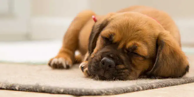 Leptospirose bei Hunden