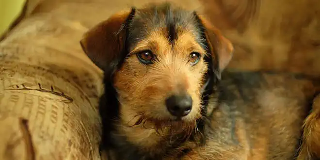 Lipom beim Hund