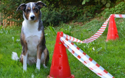 Longieren – Distanztraining mit dem Hund