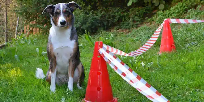 Longieren – Distanztraining mit dem Hund