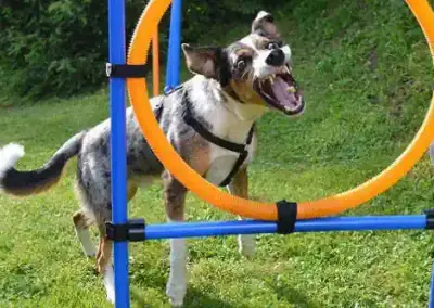 Lucky Agility