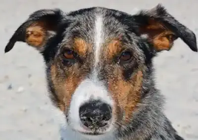 Lucky am Strand