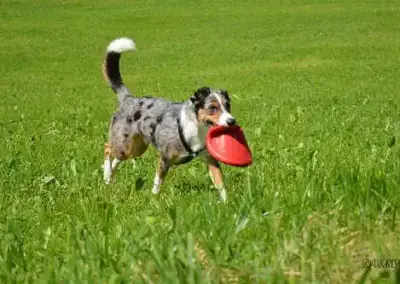 Lucky beim spielen